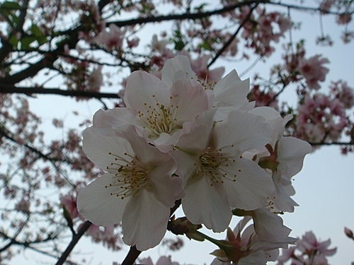 淡水天元宮賞櫻 - 第28張圖 淡水天元宮賞櫻