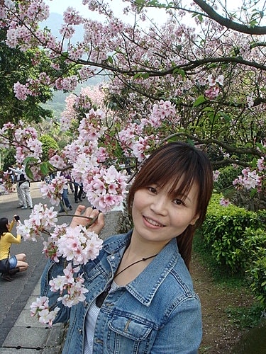 淡水天元宮賞櫻 - 第30張圖 淡水天元宮賞櫻