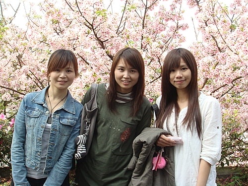 淡水天元宮賞櫻 - 第38張圖 淡水天元宮賞櫻