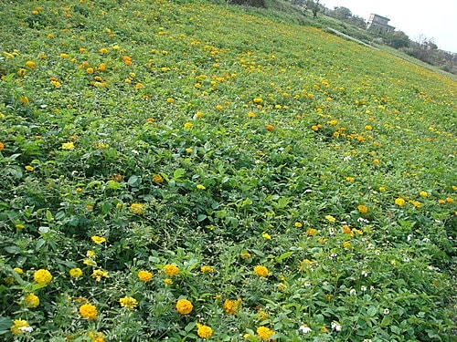 【中壢】包子饅頭