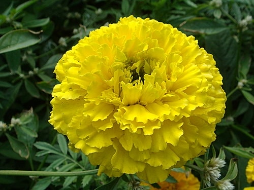 【中壢】包子饅頭