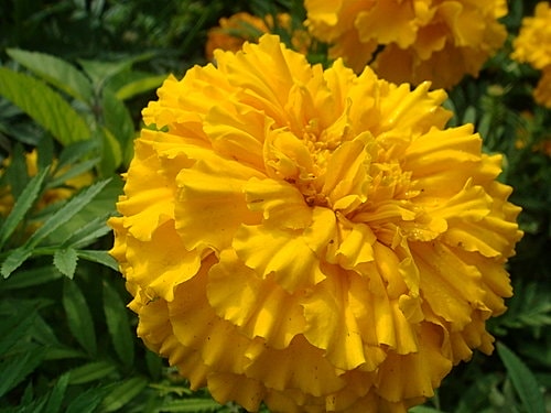 【中壢】包子饅頭