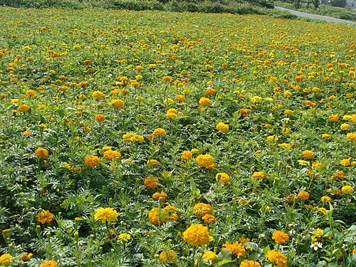 【中壢】包子饅頭