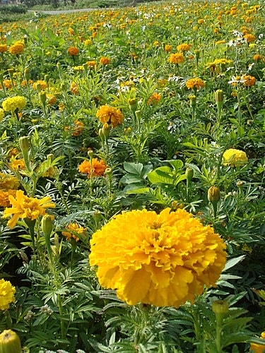 【中壢】包子饅頭