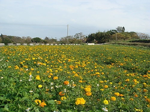 【中壢】包子饅頭