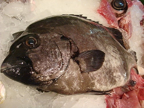 【樹林】卓仔魚店日式料理