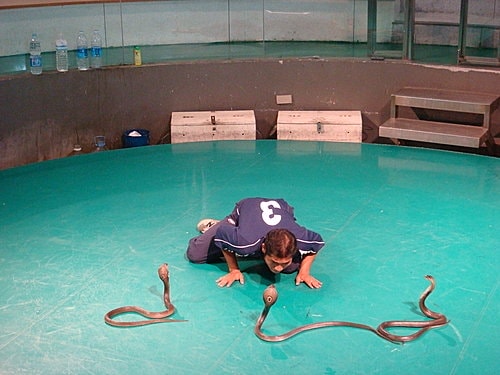 【泰國】毒蛇研究中心+港式飲茶 - 第5張圖 【泰國】毒蛇研究中心+港式飲茶