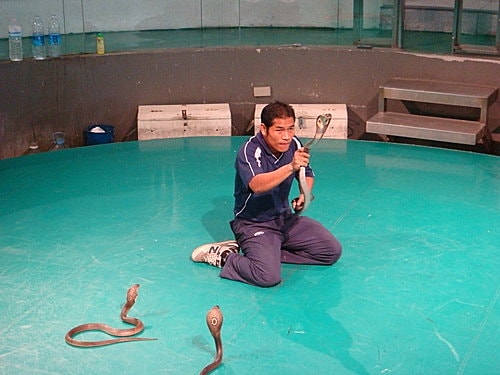 【泰國】毒蛇研究中心+港式飲茶 - 第7張圖 【泰國】毒蛇研究中心+港式飲茶