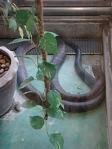 【泰國】毒蛇研究中心+港式飲茶 - 第9張圖 【泰國】毒蛇研究中心+港式飲茶