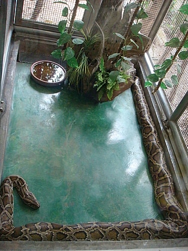 【泰國】毒蛇研究中心+港式飲茶 - 第11張圖 【泰國】毒蛇研究中心+港式飲茶