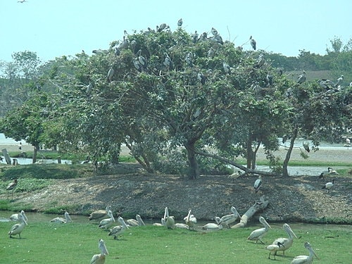 【泰國】野生動物園+龍虎園