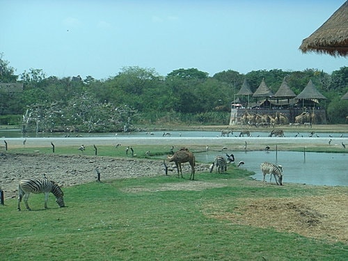 【泰國】野生動物園+龍虎園