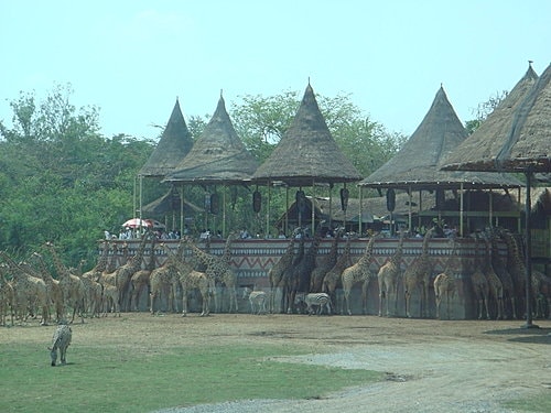 【泰國】野生動物園+龍虎園