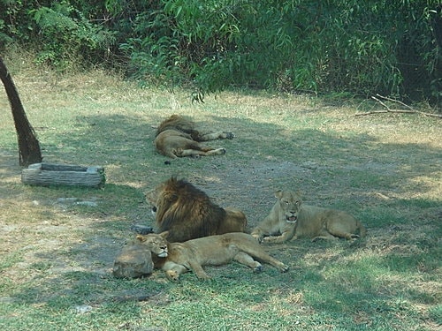 【泰國】野生動物園+龍虎園
