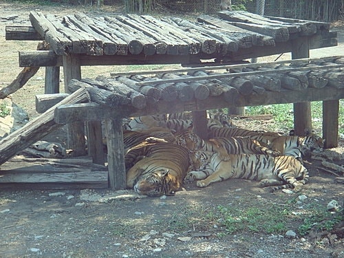 【泰國】野生動物園+龍虎園