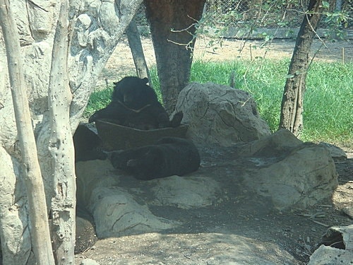 【泰國】野生動物園+龍虎園