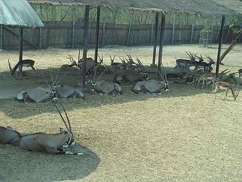 【泰國】野生動物園+龍虎園