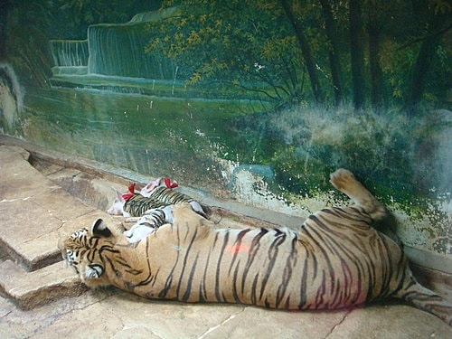 【泰國】野生動物園+龍虎園