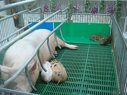 【泰國】野生動物園+龍虎園