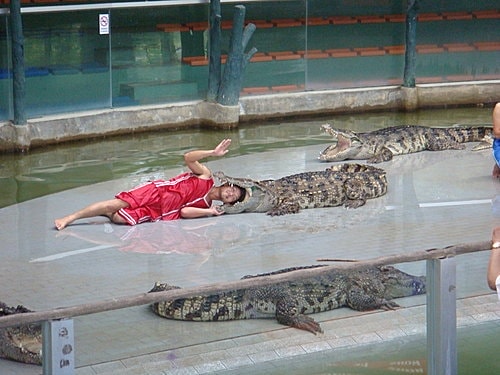 【泰國】野生動物園+龍虎園