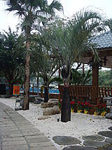 【平鎮】蝦客下午茶