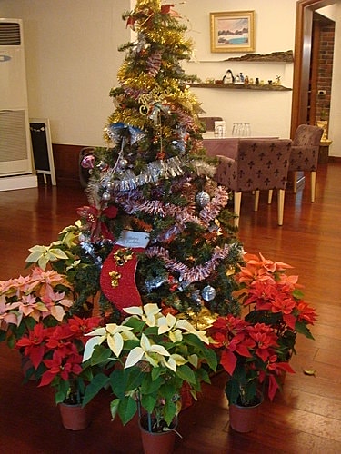 【桃園】樹屋異國料理