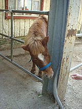 員工旅遊─飛牛牧場