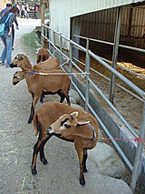 員工旅遊─飛牛牧場