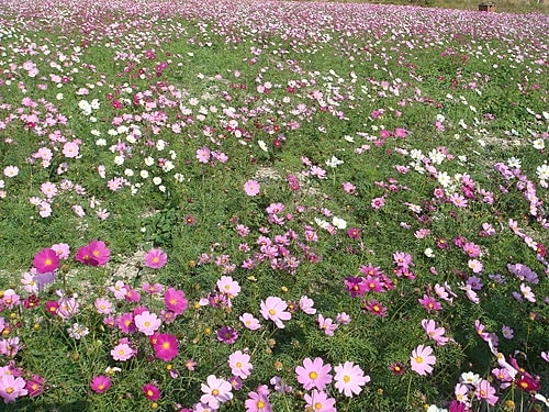員工旅遊─蘆沐春風農場
