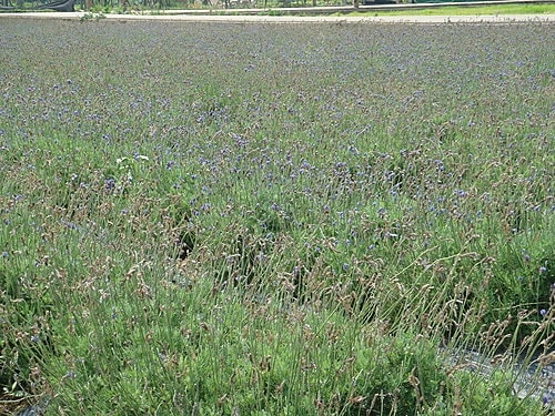 【觀音】向陽農場 - 第20張圖