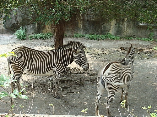 【木柵】動物園