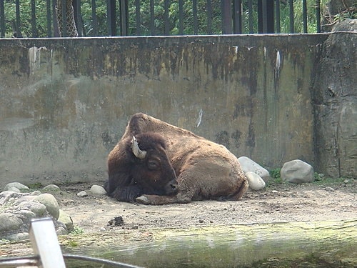 【木柵】動物園