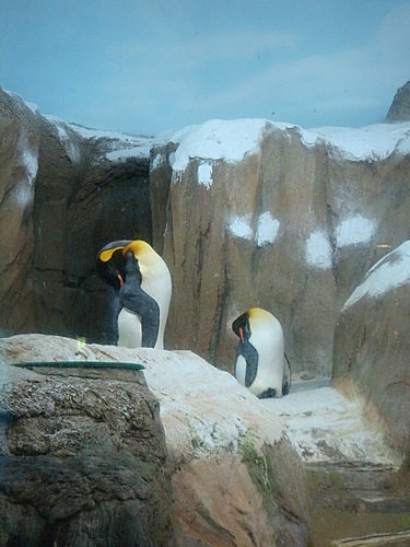 【木柵】動物園
