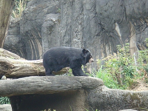 【木柵】動物園