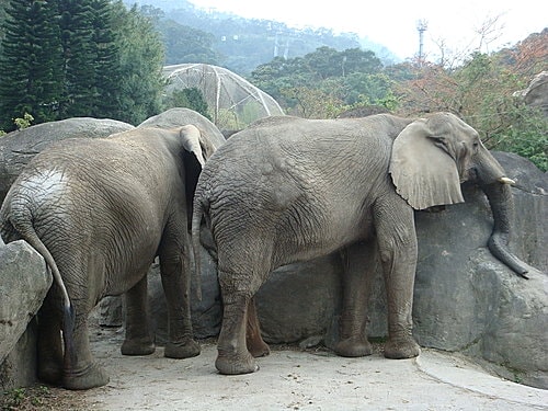【木柵】動物園