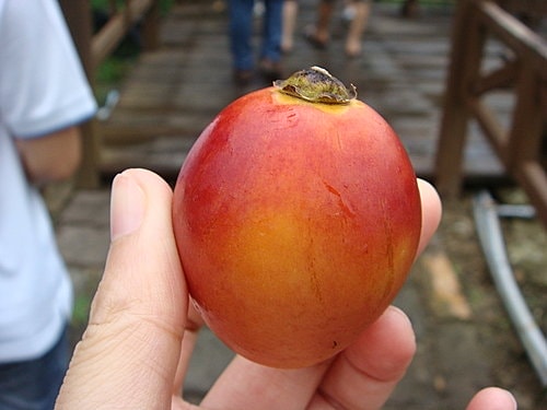 阿里山之行 - 第3張圖 阿里山之行