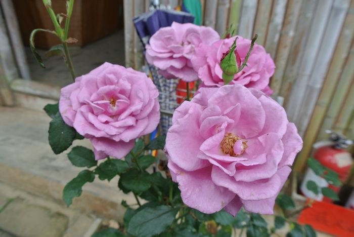 DSC_6605_nEO_IMG