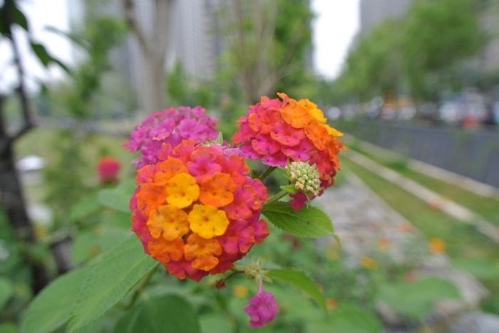 DSC_6931_nEO_IMG