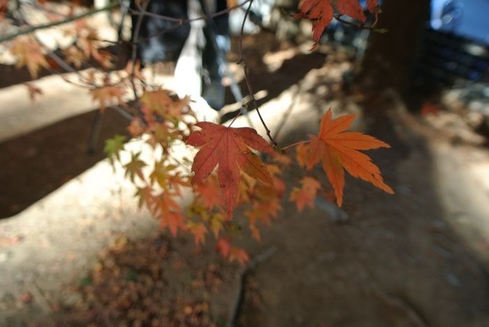 nEO_IMG_DSC_3463