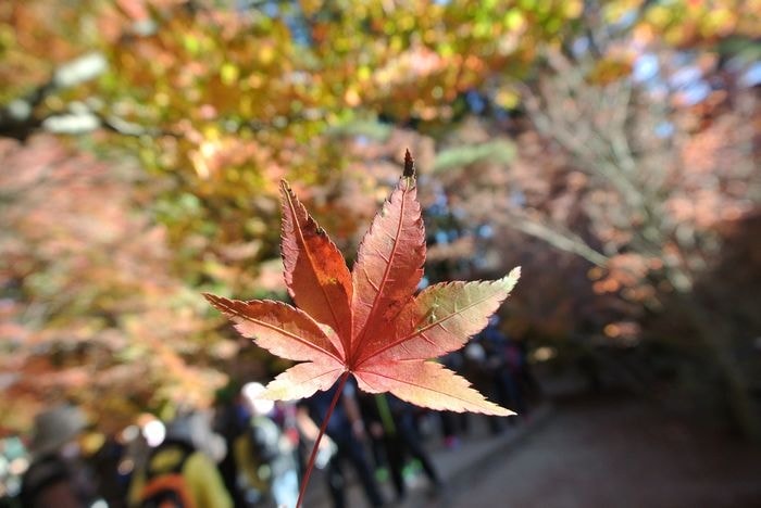 nEO_IMG_DSC_3477