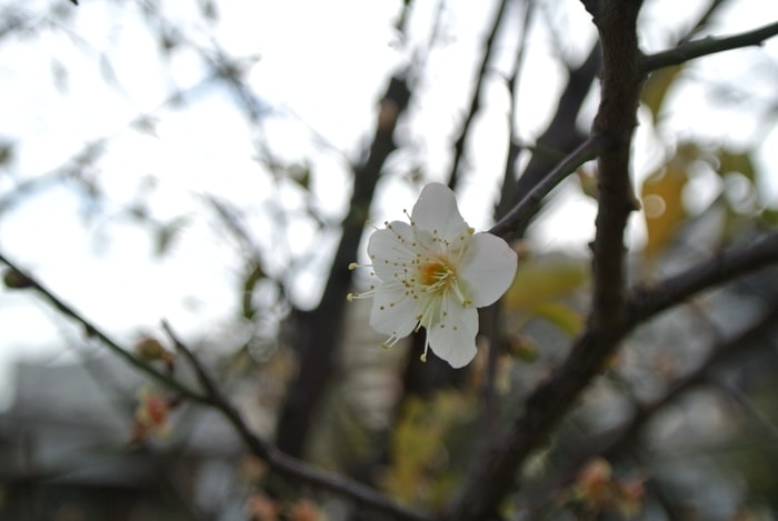 DSC_6243.jpg