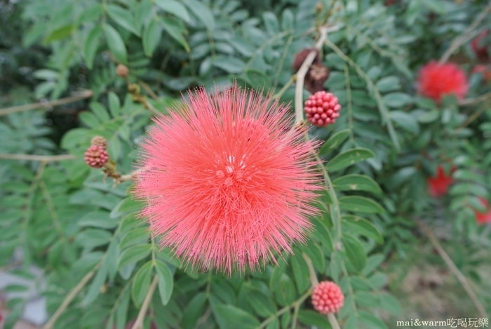 DSC_7017.jpg