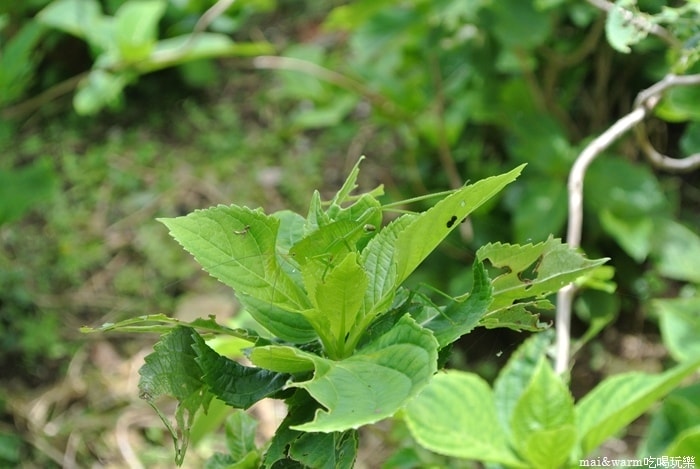 DSC_1461.jpg