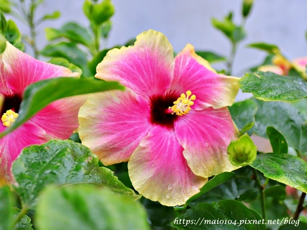 IMG_3455.JPG IMG_3455.JPG