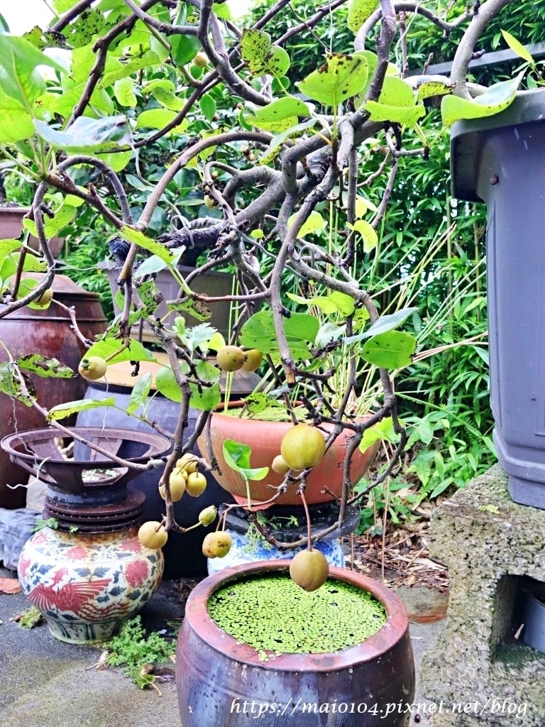 IMG_3452.JPG IMG_3452.JPG