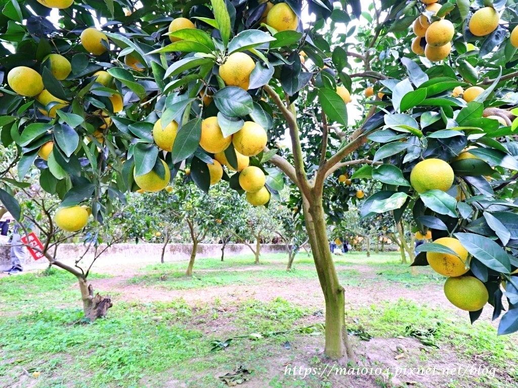 IMG_4239.JPG IMG_4239.JPG