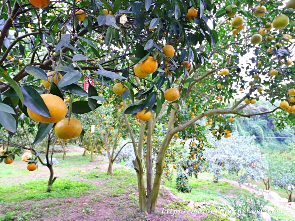 IMG_4241.JPG IMG_4241.JPG