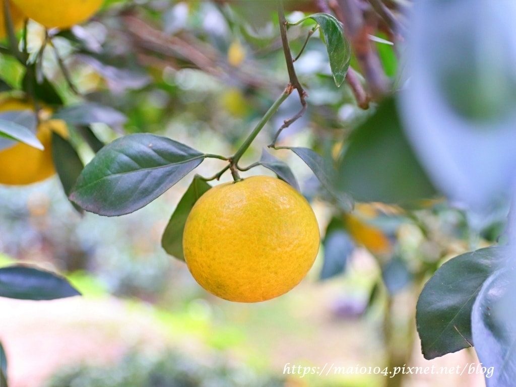 IMG_4245.JPG IMG_4245.JPG