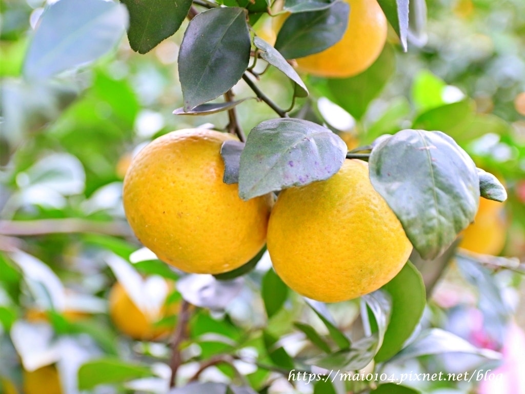 IMG_4247.JPG IMG_4247.JPG