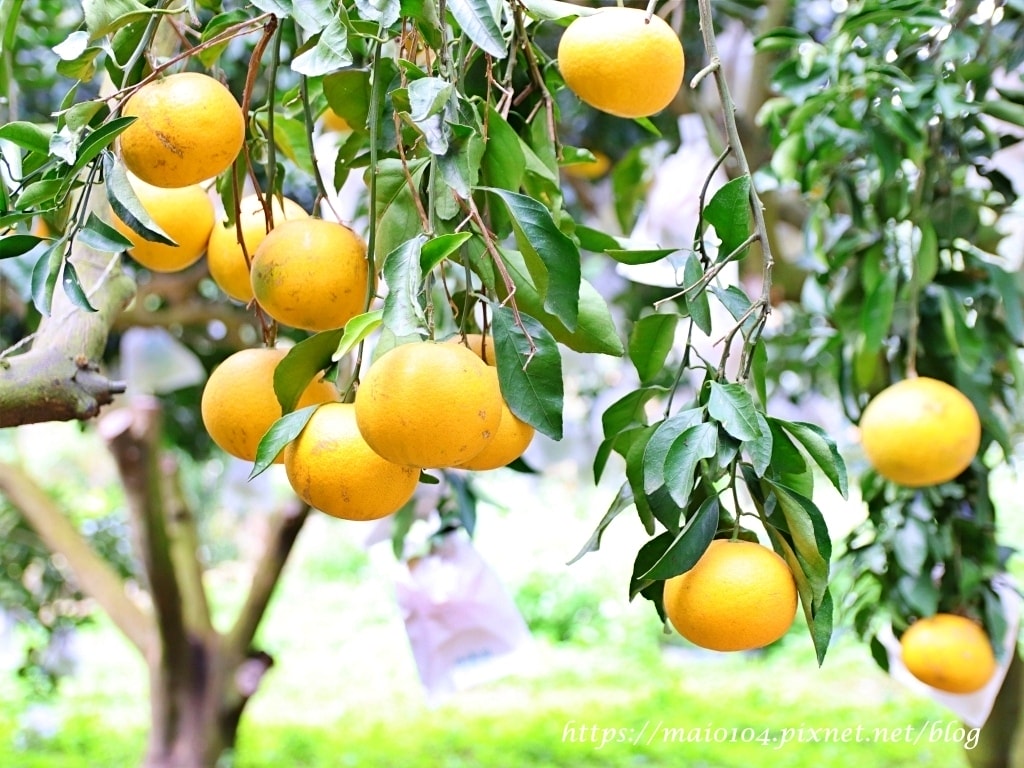 IMG_4249.JPG IMG_4249.JPG